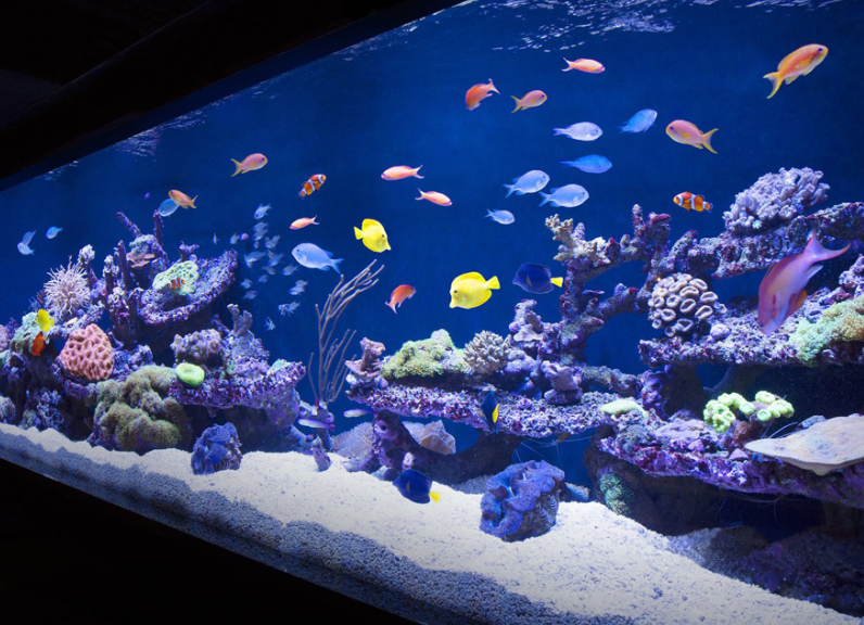 魚(yú)缸水質(zhì)檢測(cè)有哪些項(xiàng)目？