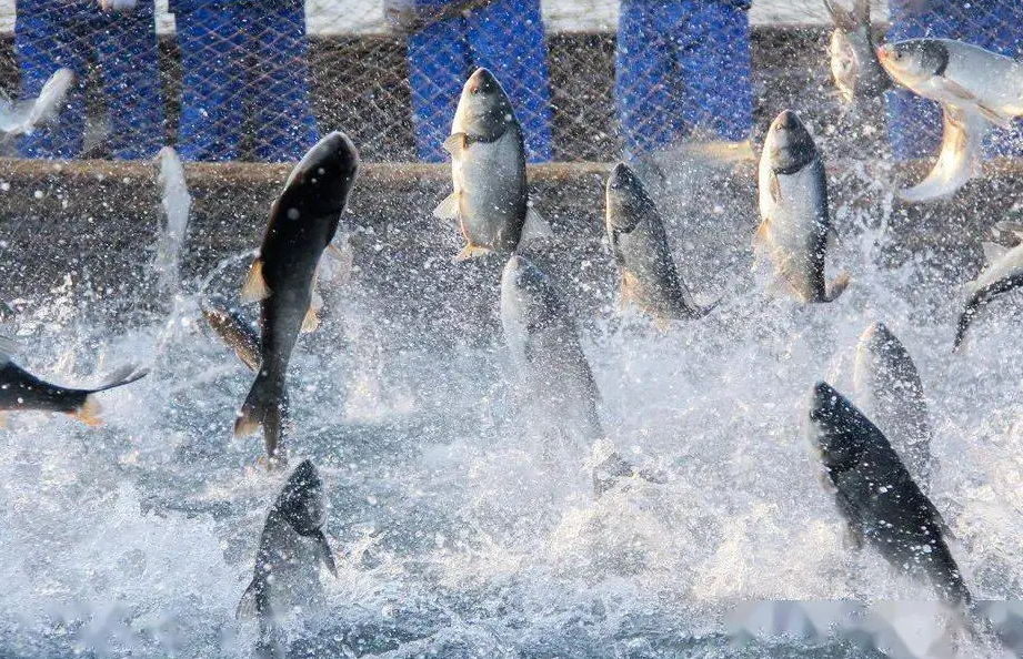 水產(chǎn)養(yǎng)殖戶必知！水質(zhì)常規(guī)檢測項目全解析